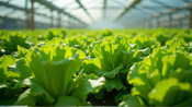 लेट्यूस की खेती में बदलाव: माइक्रोएल्गी का अद्भुत प्रभाव